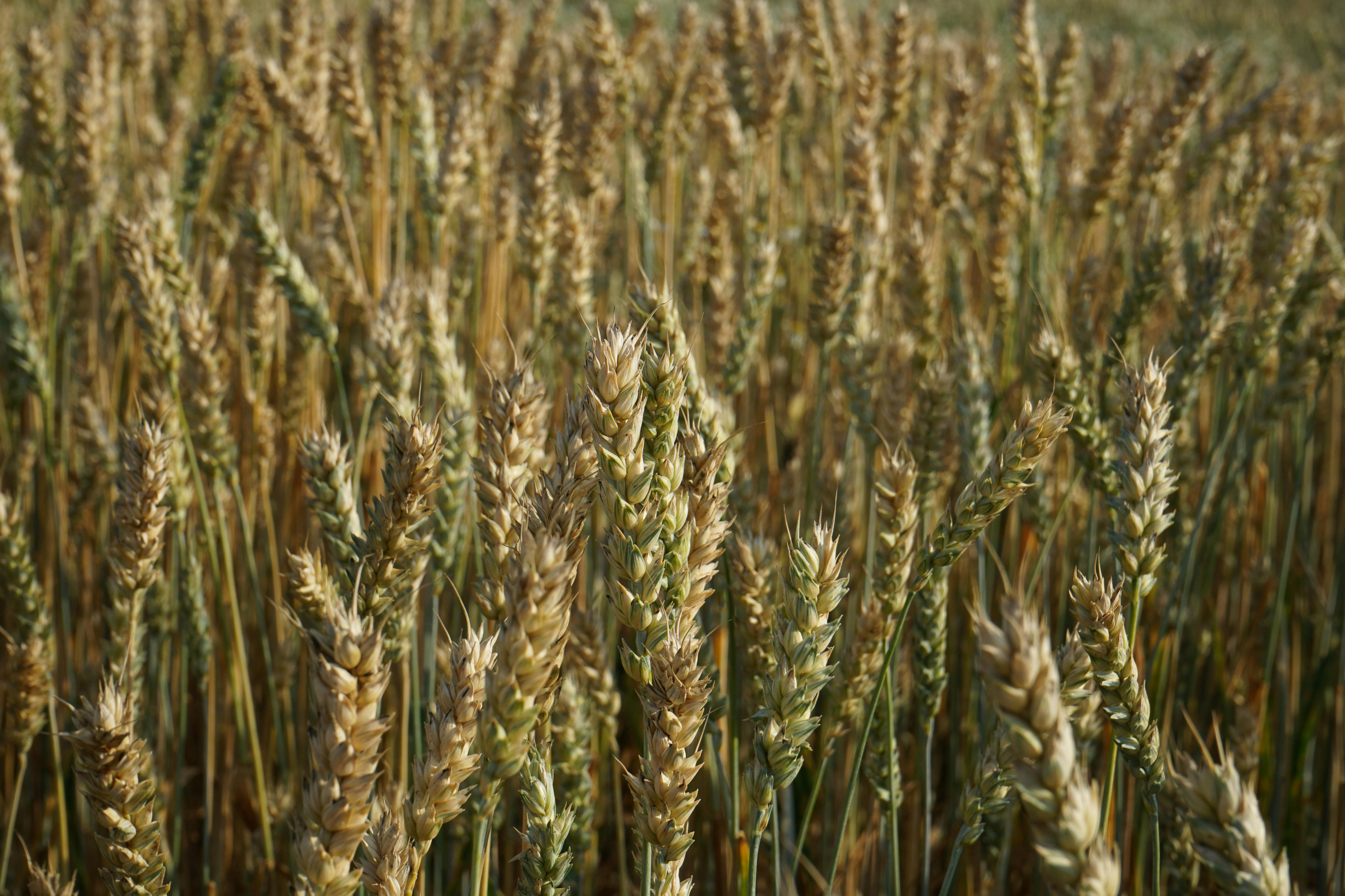 Αγροτικά προϊόντα Kazakis Agro